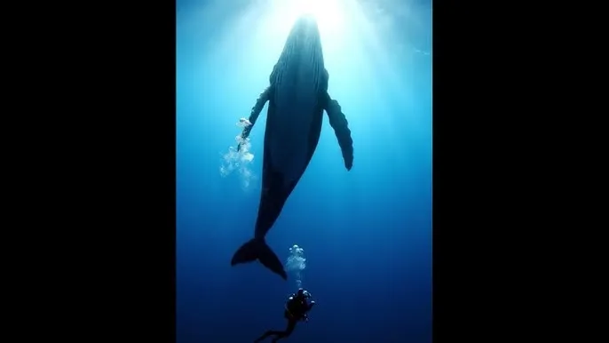 4399高清电影免费观看国语 - 深蓝星球：探索海洋深处的未知世界
